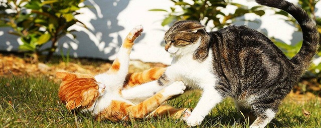 Зоологи рассказали, как отличить конфликт кошек от шутливых драк