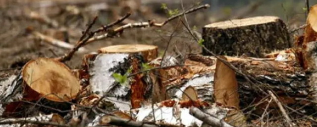 В Красноярском крае под суд пойдет семья депутатов за незаконную рубку леса