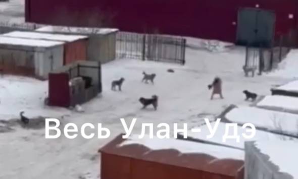Свора собак напала на женщину в центре Улан-Удэ
