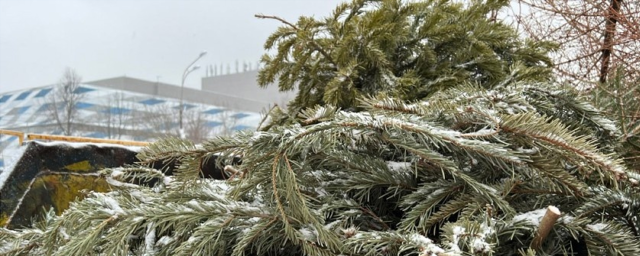 Жители г.о. Красногорск сдали 17 тонн деревьев в рамках акции «Подари елке вторую жизнь»