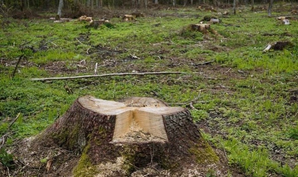 Двое курских лесорубов незаконно спилили деревья на 13 млн рублей