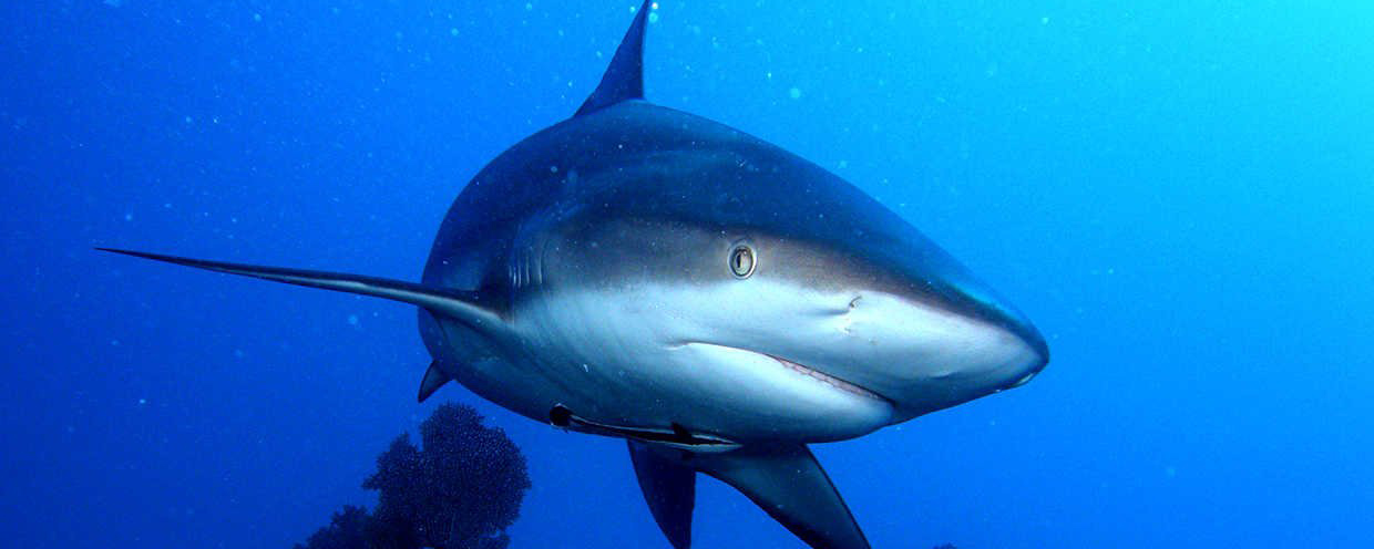 В Австралии после нападения акулы погибла 16-летняя девочка