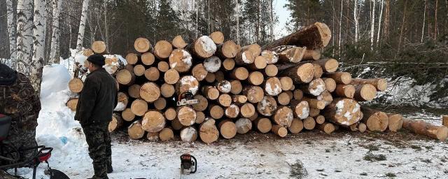 Министр природы Новосибирской области осудил вырубку деревьев в Нижней Ельцовке