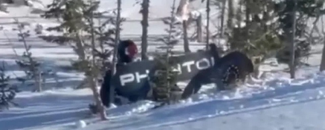 В Шерегеше сноубордиста из Новосибирска атаковал разъяренный глухарь
