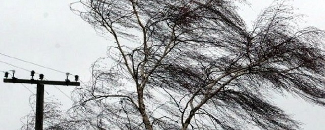 Жителей Псковской области предупредили об усилении ветра 10 февраля