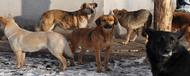 Свыше 160 собак в Тамбовской области подверглись процессу стерилизации с начала 2023 года