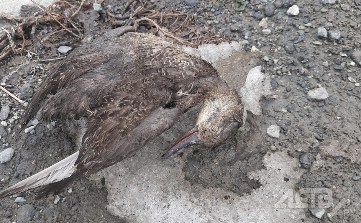 Пять мёртвых уток обнаружили у торгового центра Южно-Сахалинска