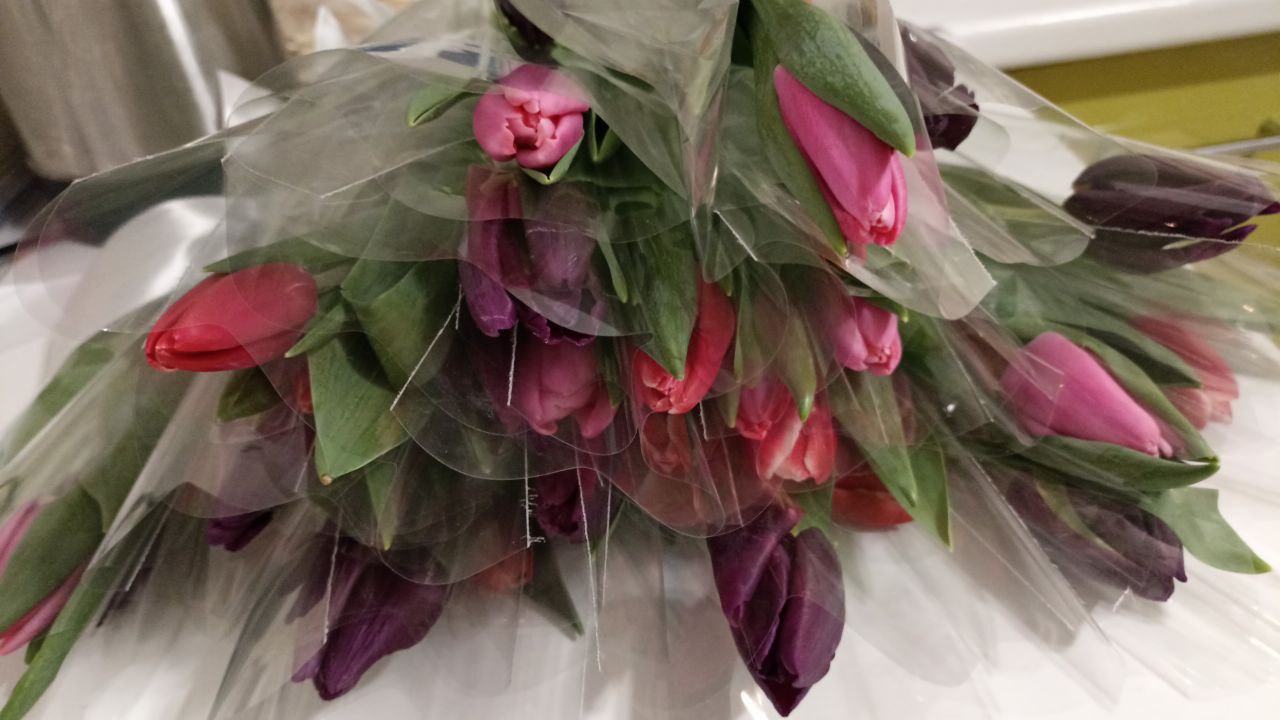 В Калмыкии с 1 по 30 апреля пройдет Фестиваль тюльпанов