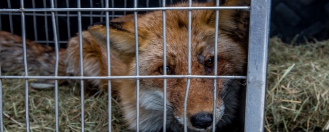 Воронежские активисты будут добиваться изъятия измученных животных у организаторов зооярмарки