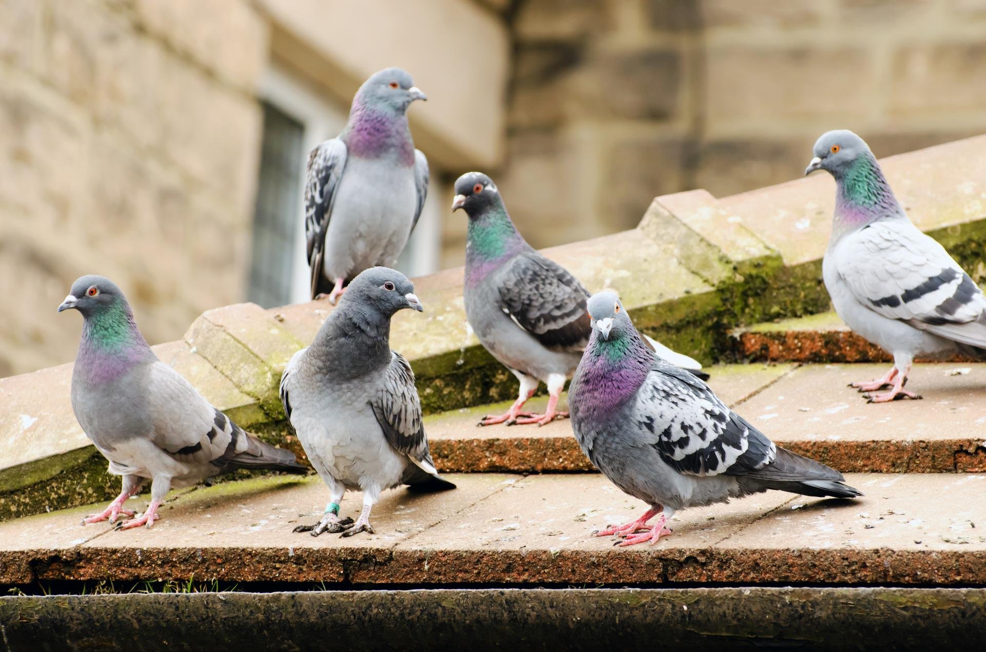 На улицах Йошкар-Олы установят стенды о вреде кормления голубей