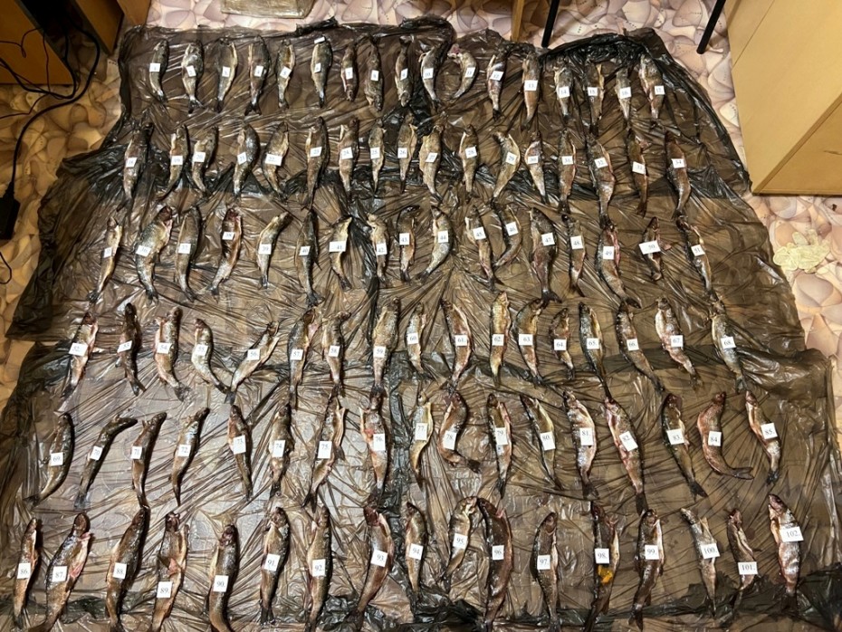 В Якутии жителю грозит до пяти лет тюрьмы за отлов 637 лососевых рыб