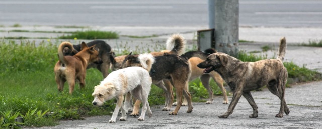 Воронежские следователи проверяют сообщения о нападении бездомных собак на детей в Семилуках