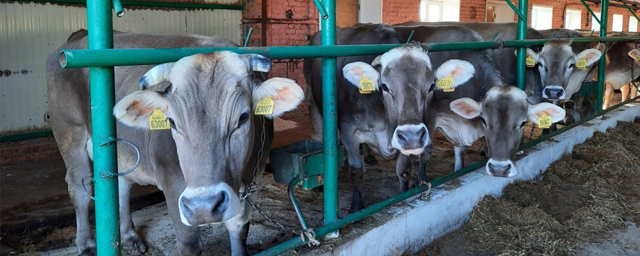 В Хабаровском крае на 30 млн рублей увеличили поддержку производителей молока