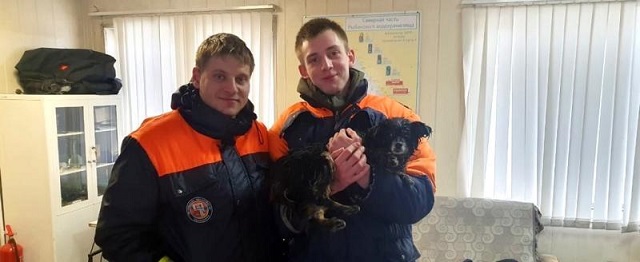 В Вологодской области со льда реки спасли собаку 