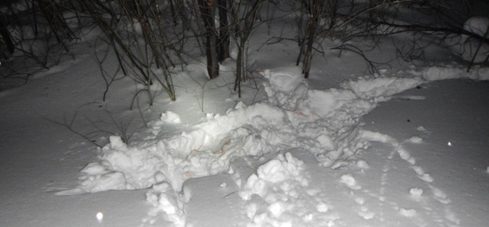 В Новосибирске два браконьера предстанут перед судом за убийство косуль