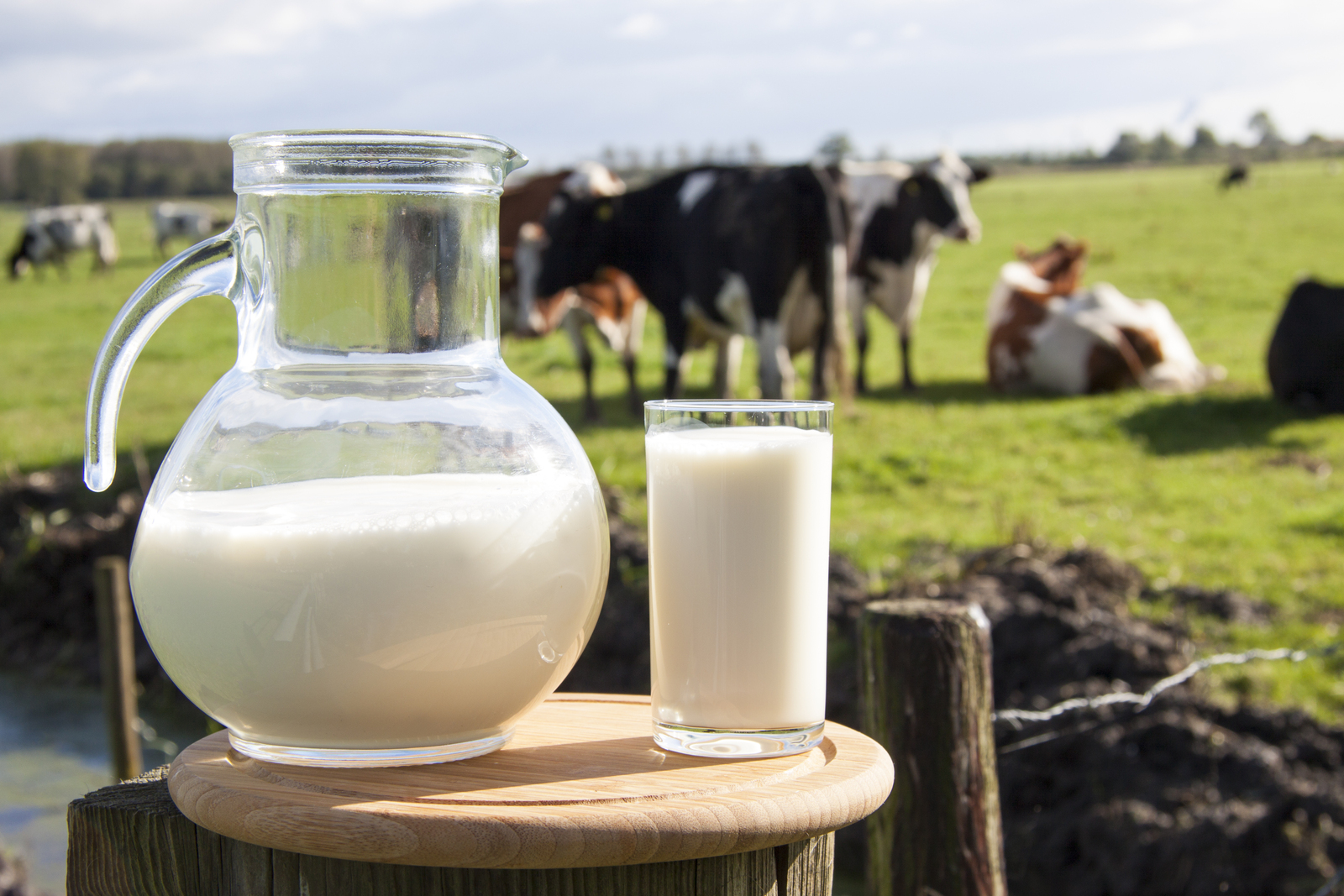 В российских сельхозорганизациях на 5,7% вырос объём реализации молока