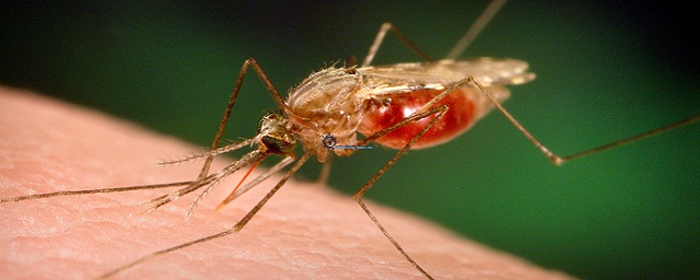 Томские генетики заявили, что малярийные комары попали из США в Европу через Сибирь