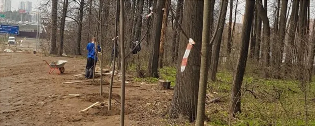 В Красногорске вдоль Мякининского шоссе начали высаживать деревья