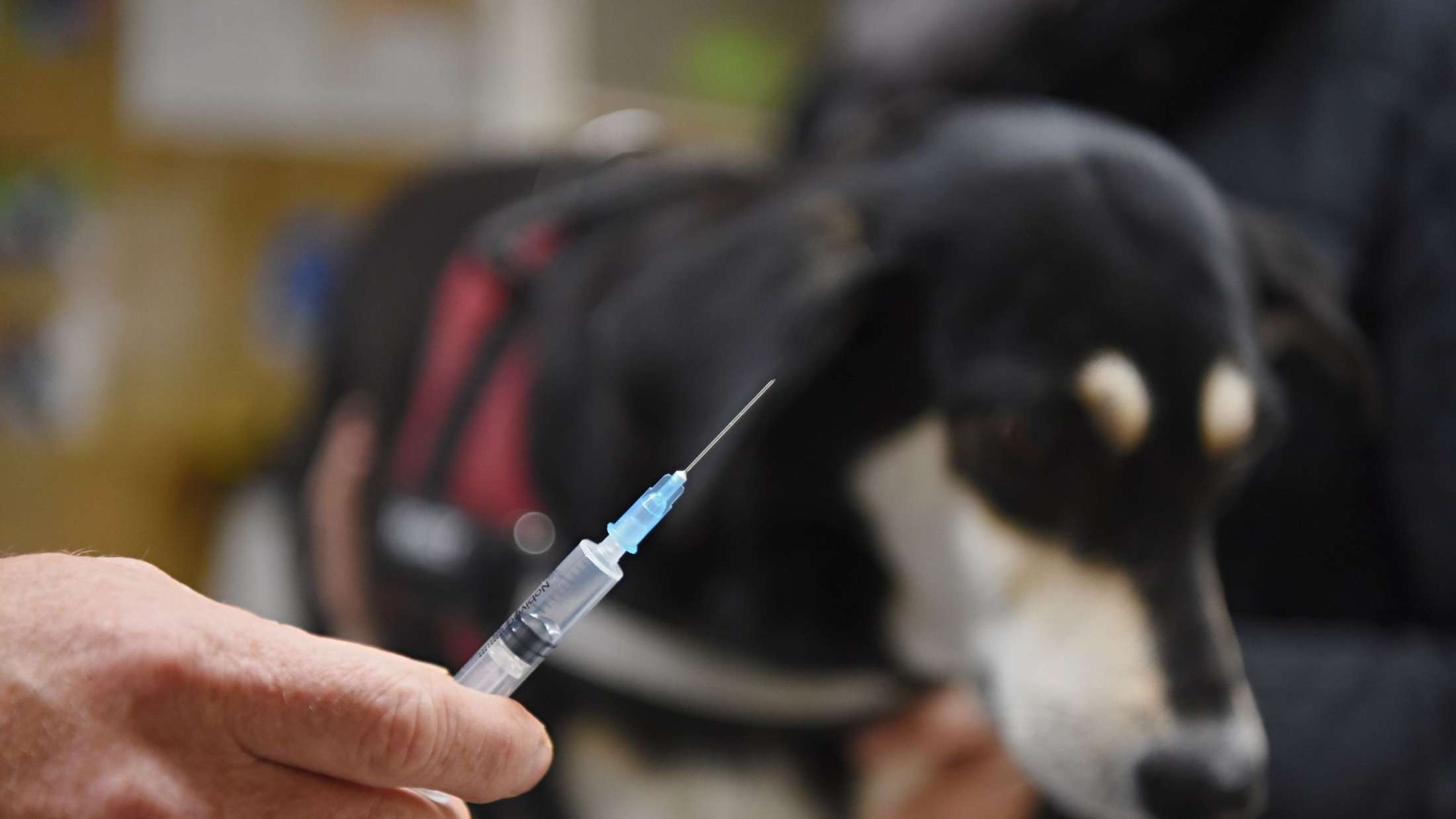 Жители Йошкар-Олы 27 апреля смогут бесплатно вакцинировать домашних животных от бешенства