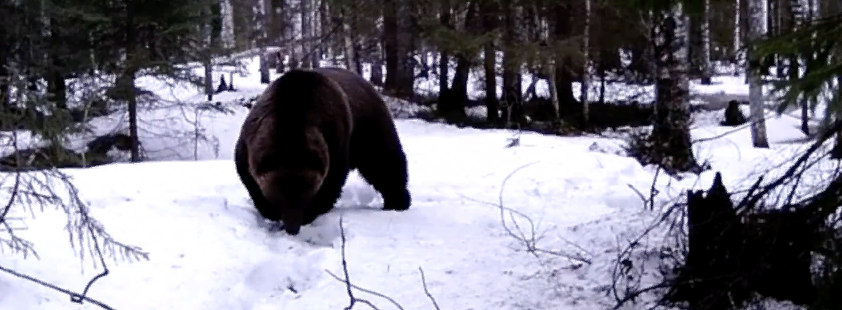 В заповеднике «Большая Кокшага» камера сняла медведя