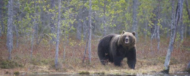 В Карелии 113 охотникам разрешили отстрел бурого медведя