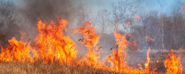 В Приморском крае разыскивают виновников пятидесяти природных пожаров