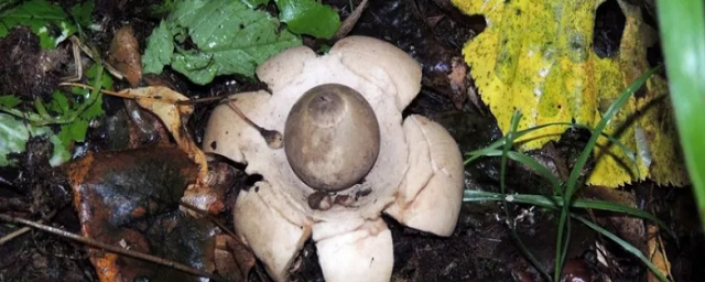 В заповеднике «Присурский» в Чувашии обнаружили «цветущие» грибы