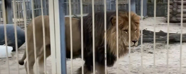Зоозащитники вынудили зоопарк в Старом Осколе отказаться от льва Тиграна из Анапы