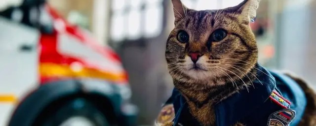 В Тюмени известный кот-пожарный Семён погиб под колесами автомобиля