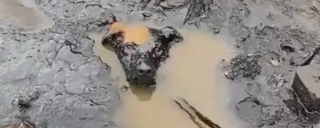 В Биробиджане спасатели вытащили собаку, тонувшую в мазутной яме