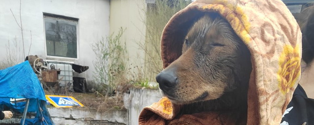 Собаку, спасённую из мазутной ямы в Биробиджане, поместили в приют