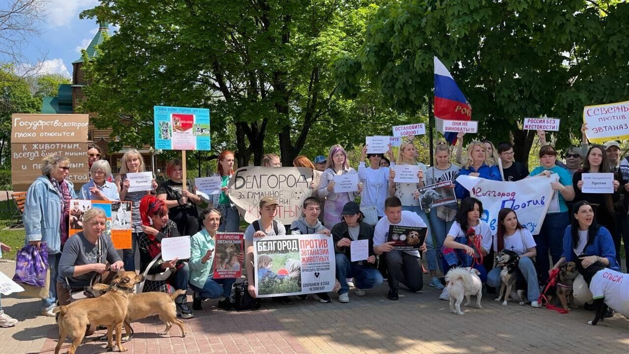 В Белгороде зоозащитники выступили против эвтаназии бродячих собак
