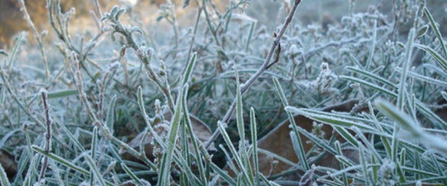 В Омской области в ближайшие дни ожидаются заморозки до -7 градусов