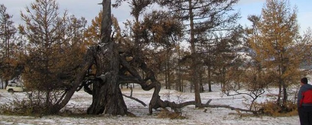 От Приангарья в конкурсе «Российское дерево года» участвует лиственница «Страж Ольхона»