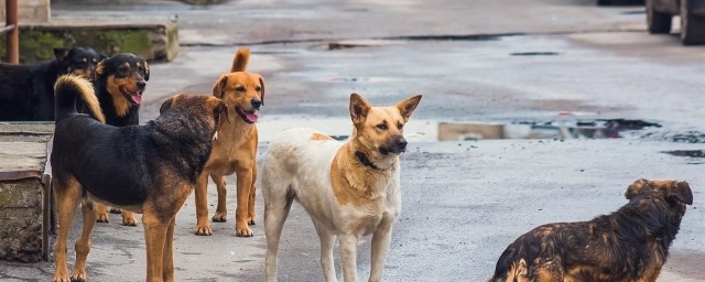 В Омске бездомные собаки напали на троих детей