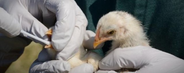 В Шарангском районе Нижегородской области был купирован очаг птичьего гриппа