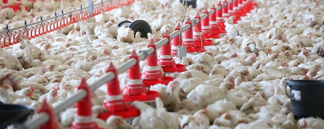 В Бурятии принимают меры для защиты Улан-Удэнской птицефабрики от птичьего гриппа