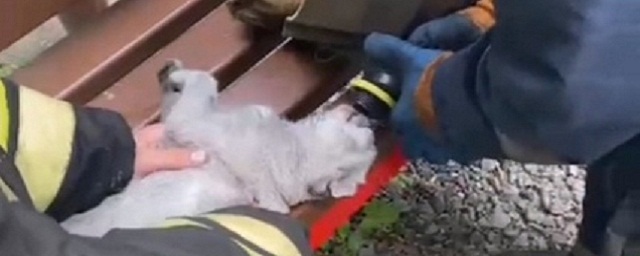 В Курске спасатели реанимировали кота, надышавшегося дымом во время пожара