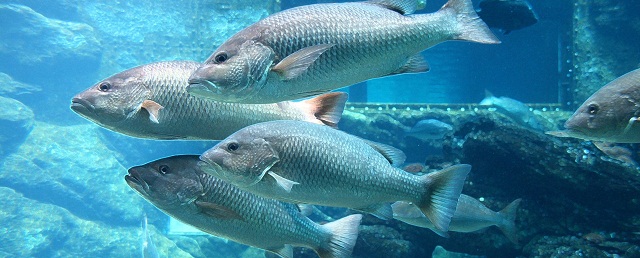 PLOS Biology: северные рыбы вырастают до больших размеров, поскольку им реже угрожает опасность быть съеденным