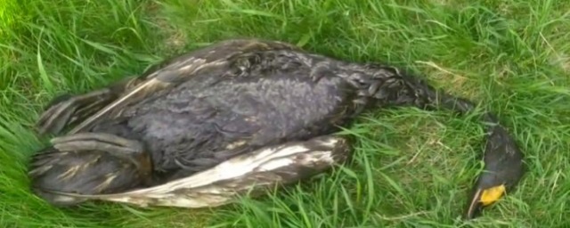 В Саратове краснокнижный лебедь погиб, отравившись мазутом на поверхности водоема