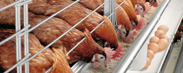 В Удмуртии из-за вспышки птичьего гриппа усилили меры безопасности на птицефабрике в Глазове