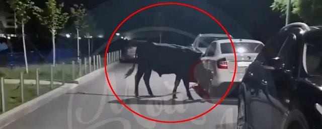 В Батайске заблудившийся бык повредил несколько автомобилей на парковке ЖК