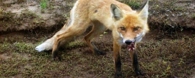 В Пестряковском районе Ивановской области ввели карантин в связи с выявлением бешенства у дикой лисы