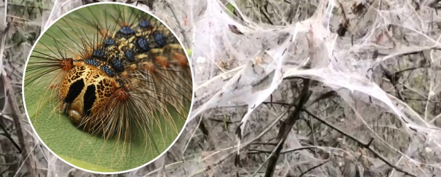 Гусеницы непарного шелкопряда уничтожают леса в Рязанской области