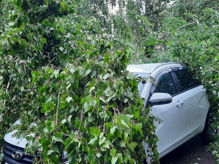 В Воронеже от жителей поступило 28 заявок об упавших и аварийных деревьях