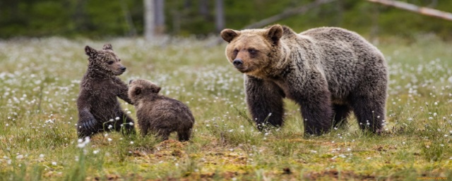 Леса Ульяновской области облюбовали медведи