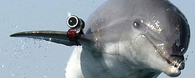 Naval News: Россия нарастила число боевых дельфинов в Крыму и Севастополе