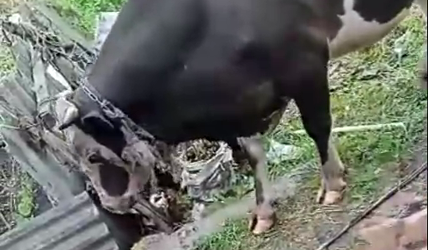 В селе Солдатское Курской области бык насмерть забодал женщину — Видео