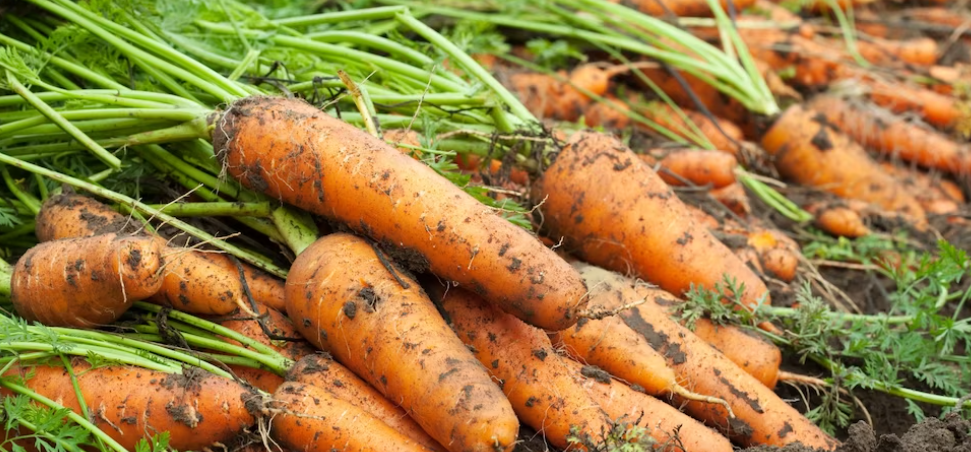 В Псковской области морковь подорожала на 30% за месяц