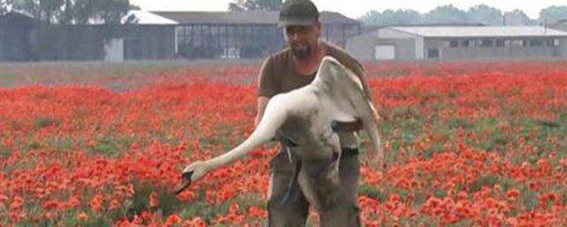 Лебеди-наркоманы нанесли семье фермеров из Словакии ущерб в 10 тысяч евро, поедая мак